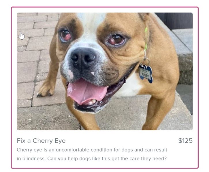 screenshot of a sample donation impact amount of $125 to "fix a cherry eye" with photo of a dog and caption "Cherry eye is an uncomfortable condition for dogs and can result in blindness. Can you help dogs like this get the care they need?"